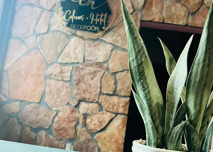 Colonos Cabos 3* Cabo San Lucas